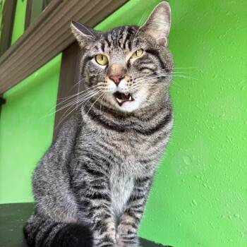 Howie Meowdell -  Domestic Short Hair Cat for Adoption in West Des Moines, Iowa - Howie Meowdell | PetCurious