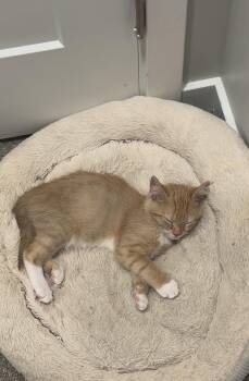 Mango -  Domestic Short Hair Cat for Adoption in Naugatuck, Connecticut - Mango | PetCurious