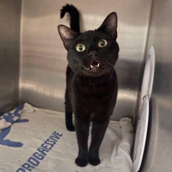 Bellatrix -  Domestic Short Hair Cat for Adoption in Englewood, Florida - Bellatrix | PetCurious