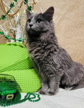 Domestic Long Hair Cats Available for Adoption - Selenite | PetCurious