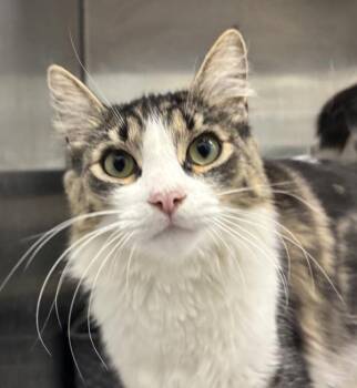 Coraline -  Domestic Medium Hair Cat for Adoption in Golden, Colorado - Coraline | PetCurious