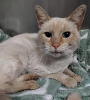 Siamese Cats Available for Adoption in Alameda, California - TATER | PetCurious