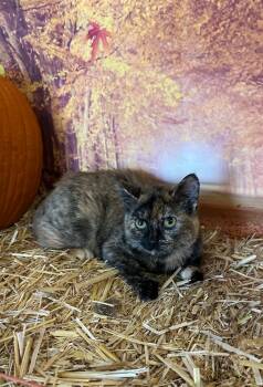 Rescue Domestic Short Hair Cats for Adoption in Newberg, Oregon - Mazzy Star | PetCurious