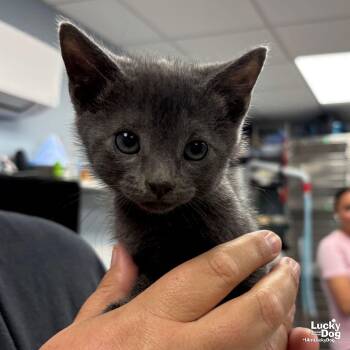 Domestic Short Hair Cats Available for Adoption in Washington, District Of Columbia - Dainty | PetCurious