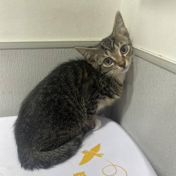 Domestic Short Hair Cats Available for Adoption in Tampa, Florida - Mina | PetCurious