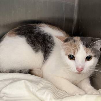 Rosetta FKA Lucky -  Domestic Short Hair Cat for Adoption in Philadelphia, Pennsylvania - Rosetta FKA Lucky | PetCurious