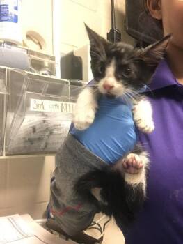 A432349 -  Domestic Short Hair Cat for Adoption in Conroe, Texas - A432349 | PetCurious