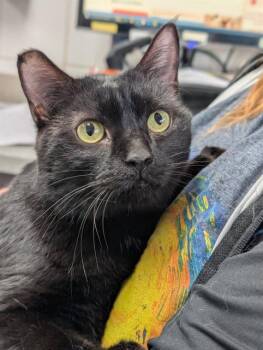 Domestic Short Hair Cats Available for Adoption in Canfield, Ohio - RACHEL | PetCurious