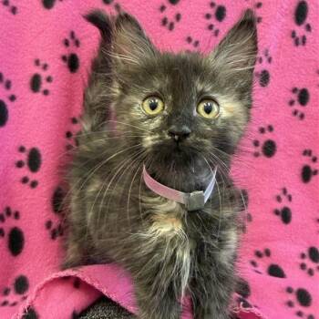 Ode -  Domestic Short Hair Cat for Adoption in Long Beach, California - Ode | PetCurious