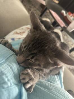 Jar-Jar -  Domestic Short Hair Cat for Adoption in Brandon, Florida - Jar-Jar | PetCurious