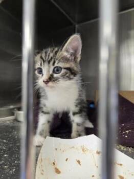Super Trooper -  Domestic Short Hair Cat for Adoption in Roseville, California - Super Trooper | PetCurious