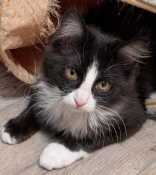 Domestic Long Hair Cats Available for Adoption - Ellen Griswold | PetCurious