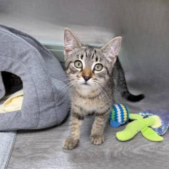 Smith -  Domestic Short Hair Cat for Adoption in State College, Pennsylvania - Smith | PetCurious