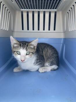 HECTOR -  Domestic Short Hair Cat for Adoption in Long Beach, California - HECTOR | PetCurious