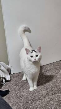 Kira -  Turkish Van Cat for Adoption in Woodinville, Washington - Kira | PetCurious
