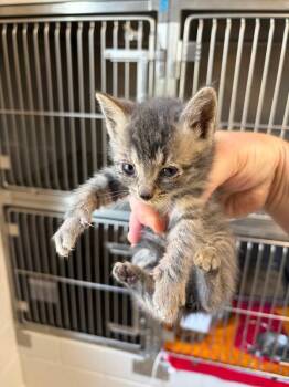 Gordita -  Domestic Short Hair Cat for Adoption in Providence Forge, Virginia - Gordita | PetCurious