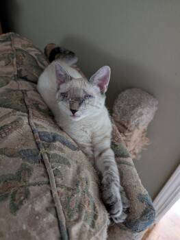 Periwinkle -  Siamese Cat for Adoption in San Jose, California - Periwinkle | PetCurious