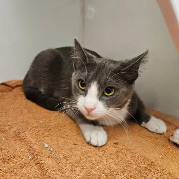 Domestic Short Hair Cats Available for Adoption - Hattie | PetCurious