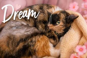 Dream (FCID# 05/26/2026 - 70 Trainer) -  Calico and Tabby Cat for Adoption in Greenville, Delaware - Dream (FCID# 05/26/2026 - 70 Trainer) | PetCurious