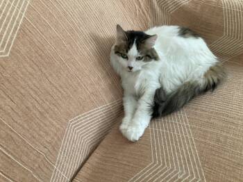 Rescue Domestic Long Hair Cats for Adoption in Elk Grove, California - Opal | PetCurious