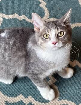 Altreyu -  Domestic Short Hair Cat for Adoption in Lemoyne, Pennsylvania - Altreyu | PetCurious