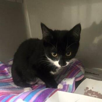 Maple -  Domestic Short Hair Cat for Adoption in Phoenixville, Pennsylvania - Maple | PetCurious