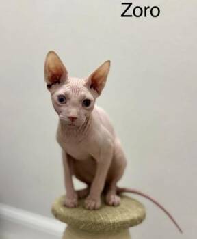 Sphynx Hairless Cat Cats Available for Adoption - Zoro (bonded To Zuko) | PetCurious