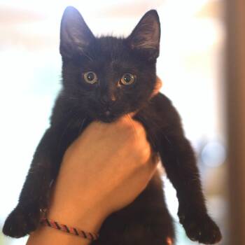 Telemachus -  Domestic Short Hair Cat for Adoption in Belleville, Illinois - Telemachus | PetCurious