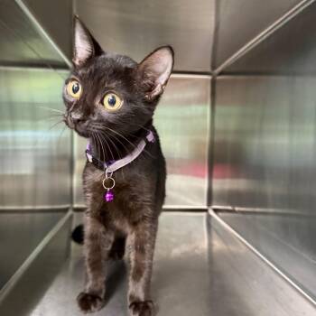 Tommy 5451 -  Domestic Short Hair Cat for Adoption in Hamilton, Georgia - Tommy 5451 | PetCurious