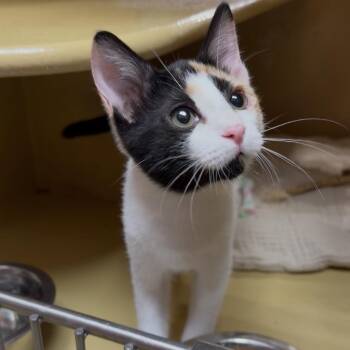Chelsey -  Domestic Short Hair Cat for Adoption in Philadelphia, Pennsylvania - Chelsey | PetCurious
