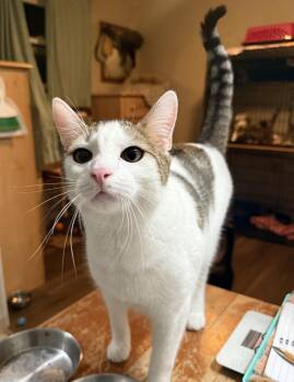 Diet Coke -  Domestic Short Hair Cat for Adoption in Fresno, California - Diet Coke | PetCurious