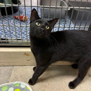Gummy worm -  Domestic Short Hair Cat for Adoption in NEW PT RICHEY, Florida - Gummy Worm | PetCurious