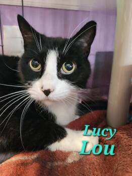 Lucy Lou -  Domestic Short Hair Cat for Adoption in Cambridge, Maryland - Lucy Lou | PetCurious