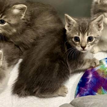 Domestic Short Hair Cats Available for Adoption in Bentonville, Arkansas - Strawberry | PetCurious