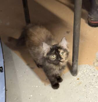 Evergreen -  Domestic Long Hair Cat for Adoption in Elkins, West Virginia - Evergreen | PetCurious