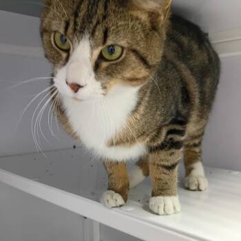 Tabby Cats Available for Adoption - Sunny | PetCurious