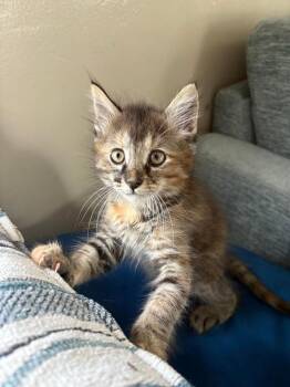 Domestic Medium Hair Cats Available for Adoption in Oceanside, California - Rory | PetCurious