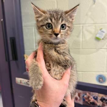 Chicken Wing -  Domestic Short Hair Cat for Adoption in Charlottesville, Virginia - Chicken Wing | PetCurious