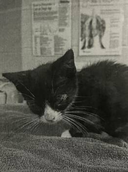 Invertigo -  Domestic Short Hair Cat for Adoption in Cincinnati, Ohio - Invertigo | PetCurious