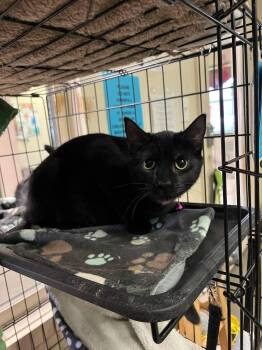 Domestic Short Hair Cats Available for Adoption - Kisses | PetCurious