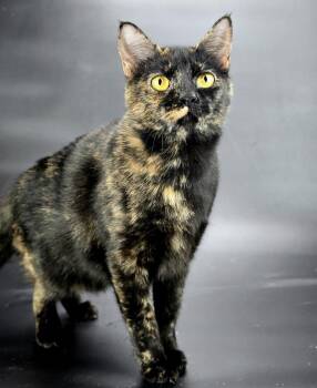 Ashlyn -  Domestic Short Hair Cat for Adoption in Sedalia, Colorado - Ashlyn | PetCurious