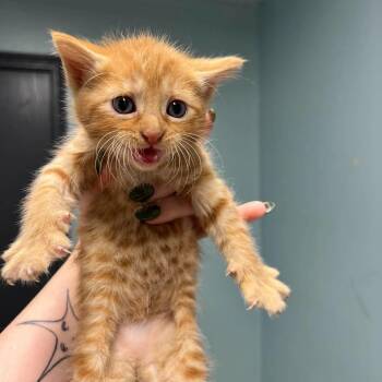 Bechamel (Noodle 3) -  Domestic Short Hair Cat for Adoption in Edwardsville, Illinois - Bechamel (Noodle 3) | PetCurious