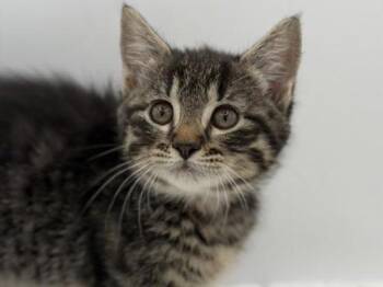 Evangeline -  Domestic Short Hair Cat for Adoption in Portland, Oregon - Evangeline | PetCurious
