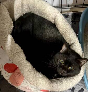 Winnie -  Domestic Short Hair Cat for Adoption in Centerville, Georgia - Winnie | PetCurious