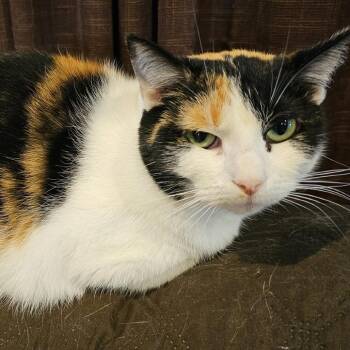 Domestic Short Hair Cats Available for Adoption in Rochester, Minnesota - Jasmine (Jin) | PetCurious