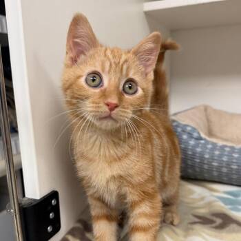 Ken -  Domestic Short Hair Cat for Adoption in Stillwater, Oklahoma - Ken | PetCurious