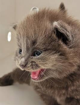 Rescue Domestic Long Hair Cats for Adoption in Ontario, California - NEEDS A FOSTER | PetCurious