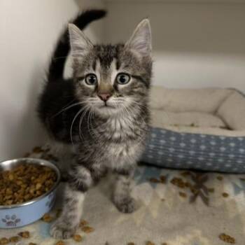 Merlin -  Domestic Short Hair Cat Available for Adoption in Stillwater, Oklahoma - Merlin | PetCurious