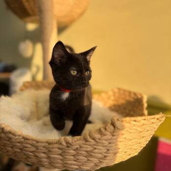 Lovelace -  Domestic Short Hair Cat for Adoption in Bloomington, Illinois - Lovelace | PetCurious