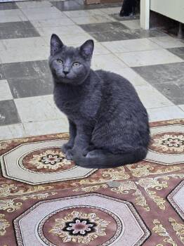 Domestic Short Hair Cats Available for Adoption - Seven (7) | PetCurious